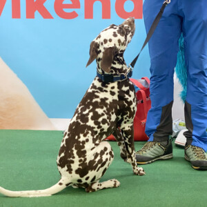 Events: King Cross 2023, Vau Weekend dogs 5