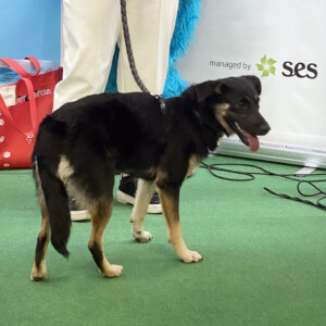 Events: King Cross 2023, Vau Weekend dogs 4