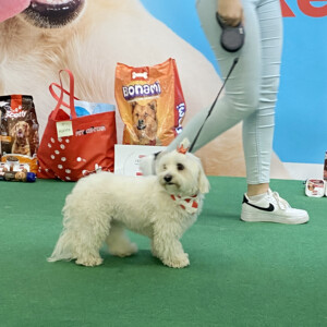 Events: King Cross 2023, Vau Weekend dogs 3