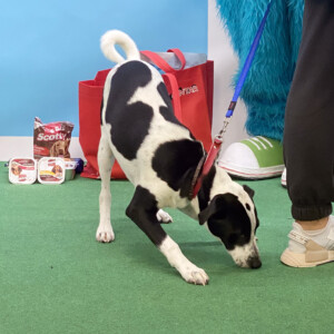 Events: King Cross 2023, Vau Weekend dogs 2