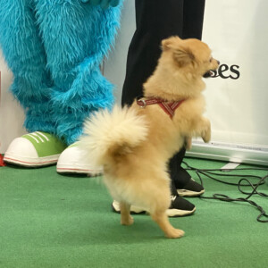 Events: King Cross 2023, Vau Weekend dogs 1