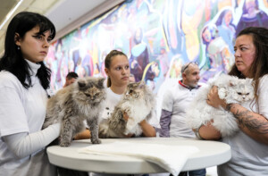 Events: King Cross 2023, Mijau Weekend 24