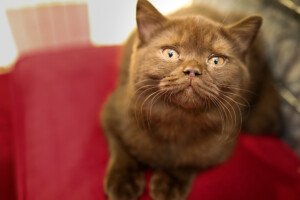 Events: King Cross 2023, Mijau Weekend 9