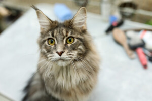 Events: King Cross 2023, Mijau Weekend 4