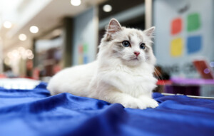 Events: King Cross 2023, Mijau Weekend 13