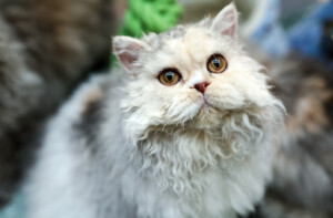 Events: King Cross 2023, Mijau Weekend 2