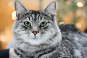 Events: King Cross 2024, Mijau Weekend 3