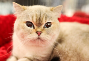 Eventi: King Cross 2023, Mijau Vikend + Svijetla japanska mačka