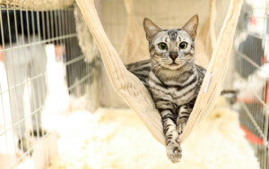 Eventi: King Cross 2023, Mijau Vikend + Graciozna mačka