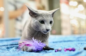 Eventi: King Cross 2023, Mijau Vikend + Siva graciozna mačka