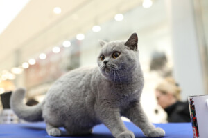 Eventi: King Cross 2023, Mijau Vikend + Siva čupava mačka