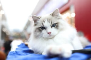 Eventi: King Cross 2024, Mijau Vikend + Bijelo-smeđa mačka 2