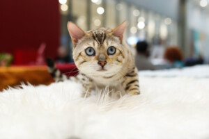 Eventi: King Cross 2024, Mijau Vikend + Tigrasta mačka