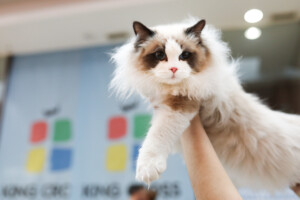 Eventi: King Cross 2024, Mijau Vikend + Bijelo-smeđa mačka 1