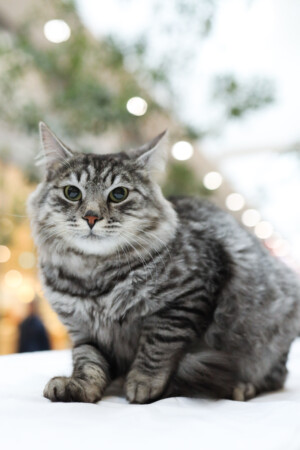 Eventi: King Cross 2024, Mijau Vikend + Siva tigrasta mačka 2