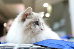 Eventi: King Cross 2024, Mijau Vikend + Bijela mačka