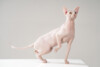 Sphynx_2