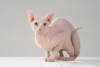 Sphynx
