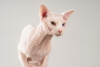 Sphynx_3